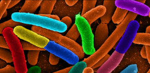 Microbiome